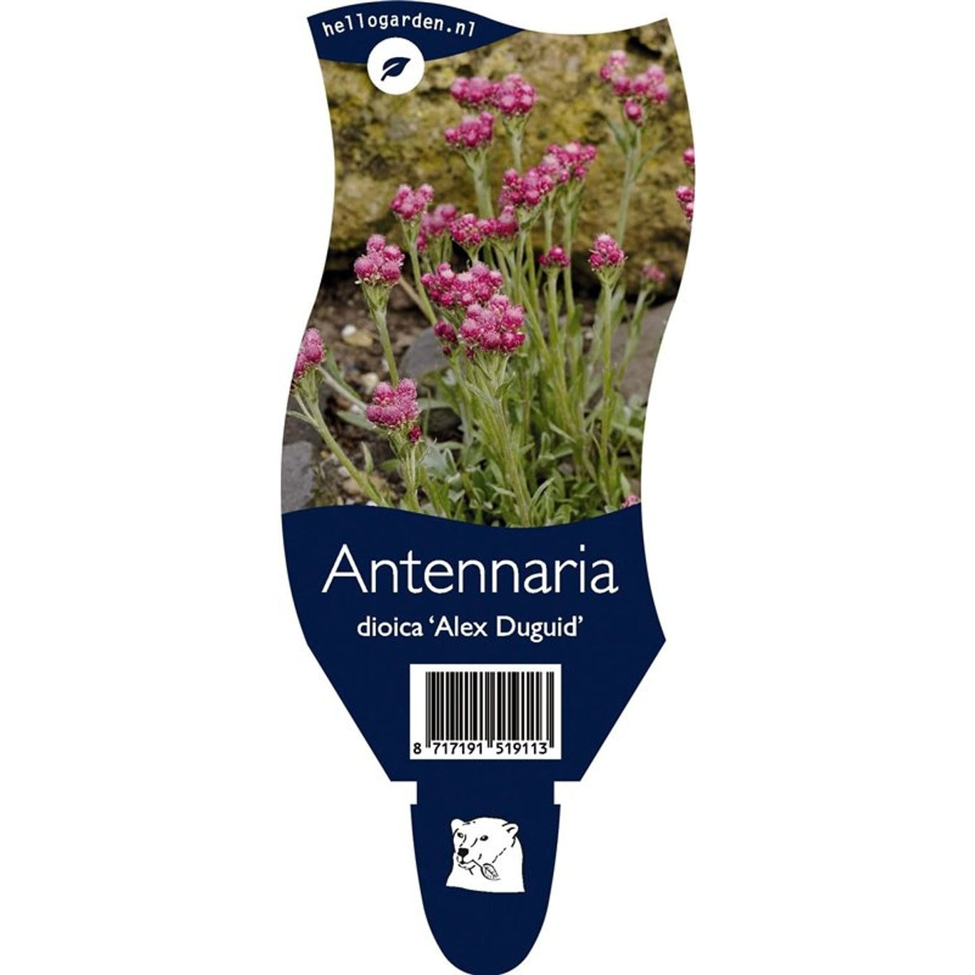 Kattfot – Antennaria dioica 'Alex Duguid' - P11
